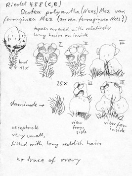 Vorschaubild Ocotea polyantha var. ferruginea Mez